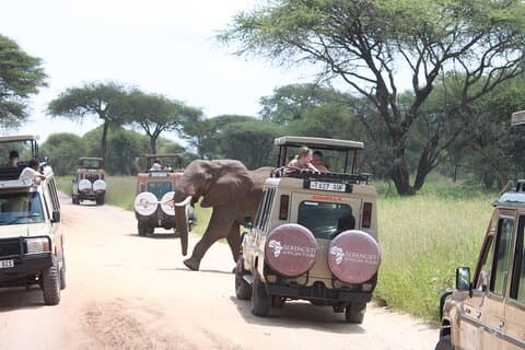 5 Tage Mittelklasse Tansania Safari