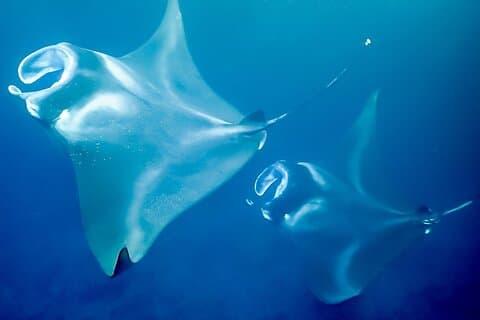 Late Night Manta Schnorchel