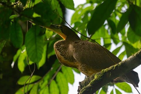 ナマケモノツアー、エキゾチックな鳥、カエル。