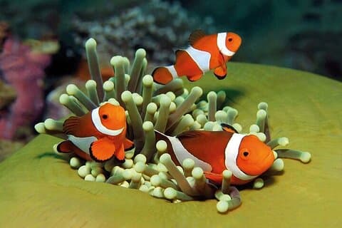 Palma Aquarium met transfer