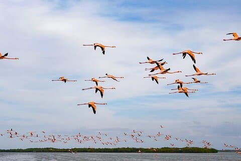 Passeio de barco na Reserva Natural Río Lagartos, com alimentação