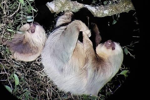 Nachtspaziergang Natur Monteverde