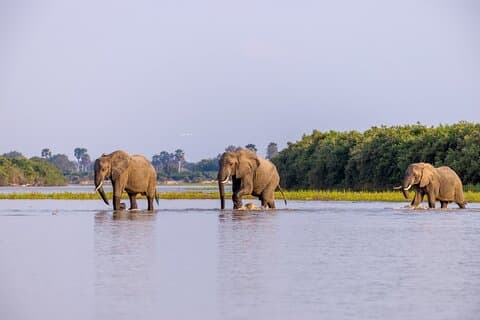 3 - Dag Tanzania Safari Ontmoeting met de magie van Selous