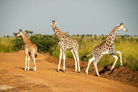 Safari económico de 2 días al Parque Nacional de las Cataratas Murchison