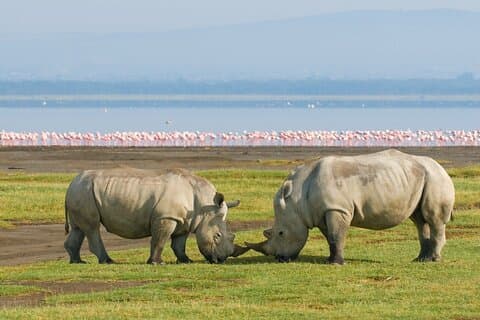4 dagar Lake Nakuru och Masai Mara