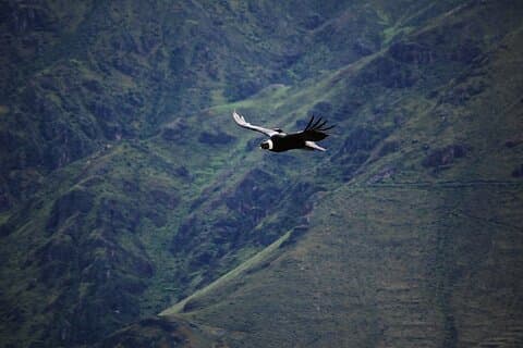 Colca Canyon i tillegg