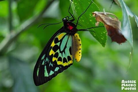 Cairns: Wildlife and Photography Walk in the Botanic Gardens