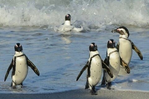 Tafelberg, Kaappunt en Penguin Beach ENTREE INBEGREPEN