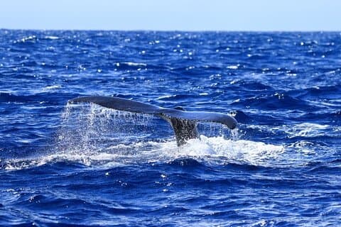 Kona's Guaranteed Whale Watch: An Unforgettable Ocean Encounter