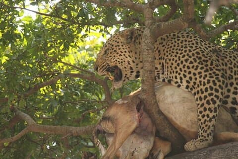 Big 5 Morning Safari