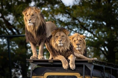 Agadir Lion Safari Park from agadir or Taghazout, ticket included