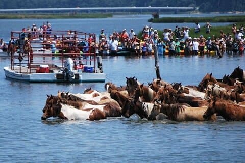 Famous Chincoteague Island Pony Swim Boat and Jet Ski Rentals