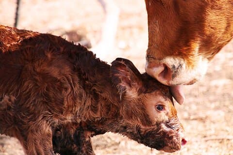 Exclusive Farm Experience