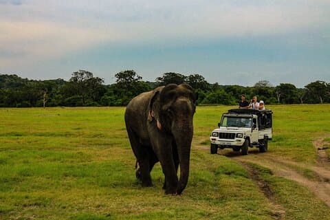 Wilpattu National Park safari med hotelltransfer, jeep, biljetter
