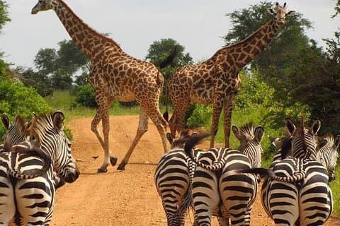 Safari privé de 8 jours au Kenya en Land Cruiser 4x4
