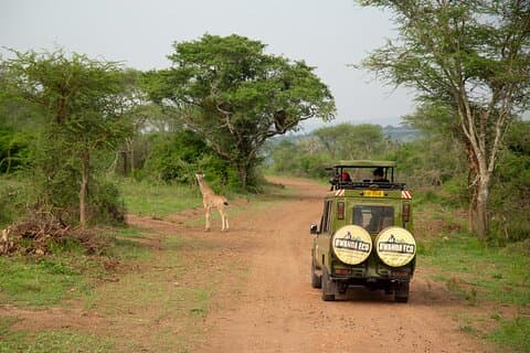 1 Day Akagera Game Drive Safari
