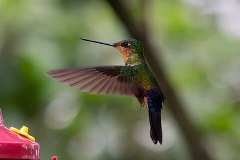 Private Tour, Hummingbird Paradise und Monserrate in Bogotá