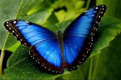 Excursão ao La Fortuna Butterfly Sanctuary