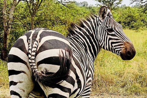 1-daagse Lake Mburo National Park-safari