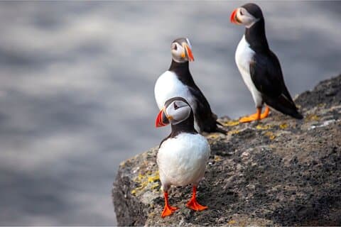 Vestmannaeyjar, Papageientaucher und Vulkane: Tagestour in kleiner Gruppe