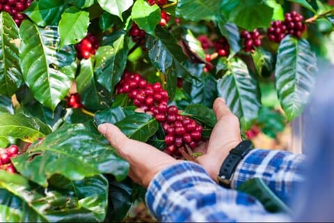 Tour privato del caffè in una fattoria di famiglia locale di Guatape