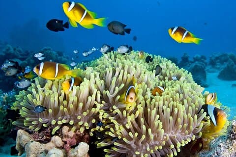 Excursión de un día a la bahía de Nha Trang: snorkel, pesca, almuerzo con barbacoa y relajación
