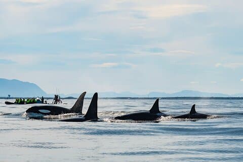 Whale Watching RIB Boat Tour in Skjervoy from Tromso