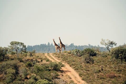 Safari i Nairobi nasjonalpark
