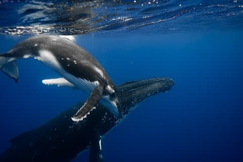 Whale watching and snorkelling in Moorea