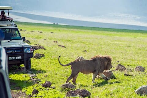 Safari animalier de 3 jours en Tanzanie à Manyara, Ngorongoro et Tarangire