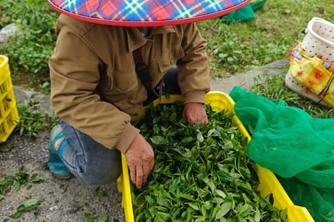 PRI-dagstur till Jiqingli Tea Plantation, Xianqiao Underground River fr Guangzhou