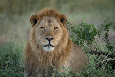 8日間の野生動物写真撮影サファリ マニャラ、セレンゲティ、タランギーレ