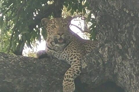 Expérience Game Drive dans le parc national Kruger