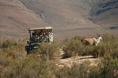 Ultieme Big Five Wildlife Safari & wijnproeverij