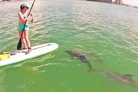 Swim and Paddle Board with Wild Dolphin Pods in Puerto Vallarta