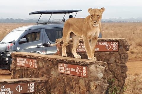 Halvdagstur till Nairobi nationalpark på Nairobis flygplats