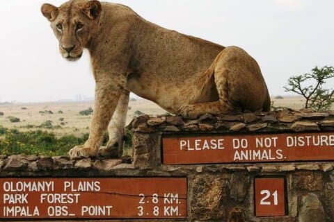 Tour de aventura de día completo en Nairobi con guía conductor profesional
