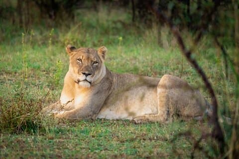 Halbtägiges Safari-Erlebnis in Dinokeng