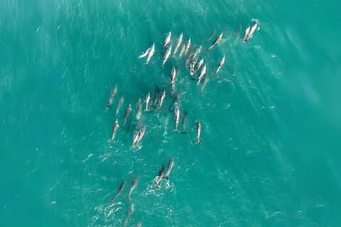 Stradbroke Island Eco Tagesausflug von Brisbane – Wildlife & Beaches