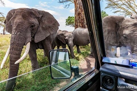 5 Tage Masai Mara Lake Nakuru und Hells Gate Safari Tour