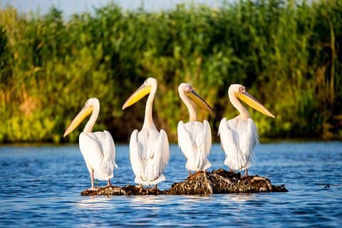 Tagesausflug von Bukarest zum Donaudelta