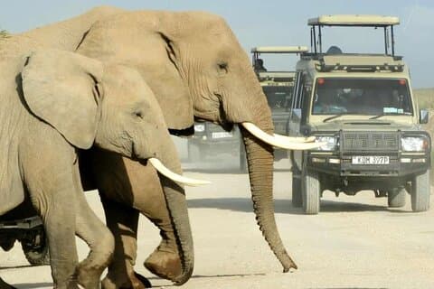 9-tägige Kenia-Wildtiersafari im 4x4-Landcruiser-Jeep