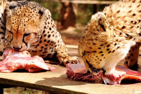Tierwaisenhaus Halbtagestour in Nairobi