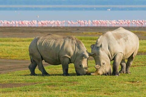 4 Tage Masai Mara & Lake Nakuru 4x4 Big 5 privat (mit Optionen)
