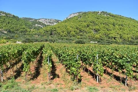Korcula Wine & Sightseeing Tour: Udsigt, smagsprøver og historier