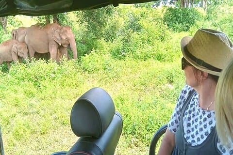 Safari entièrement privé dans le parc national d'Udawalawe