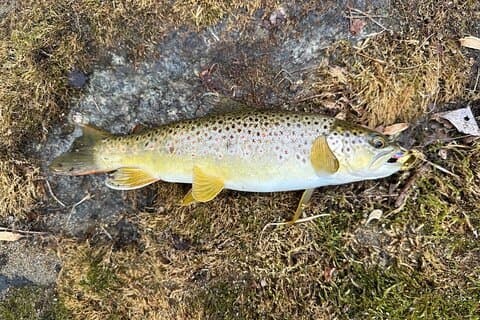 Escursione privata di pesca alla trota in Virginia