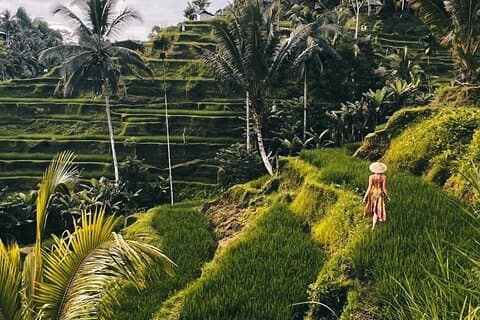 Ubud Monkey Forest, Rijstterras & Tirta Empul Tempel Tour
