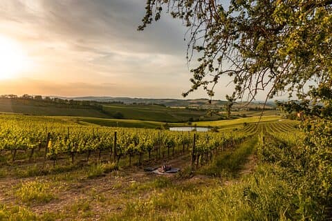 Picnic in vineyards with Bottle of Rosso di Montalcino