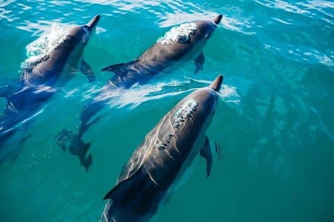 Snorkel-eventyr til Sataya Dolphin House fra Marsa Alam